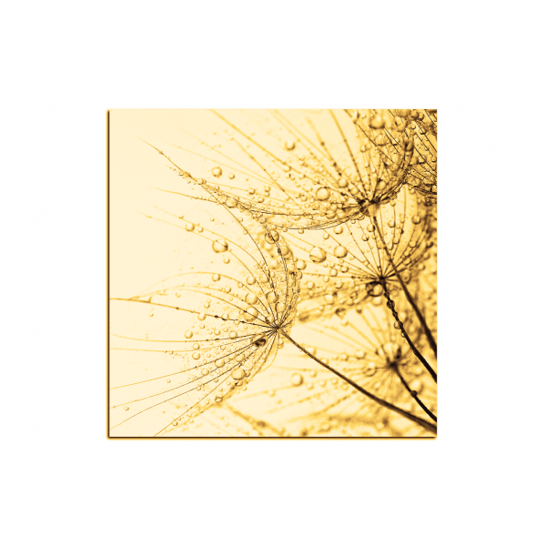 Obraz na plátně - Pampeliška s kapkami vody - čtverec